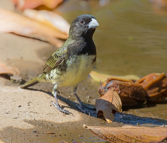 Papa-Capim-de-Peito-Preto (Sporophila Nigricollis)