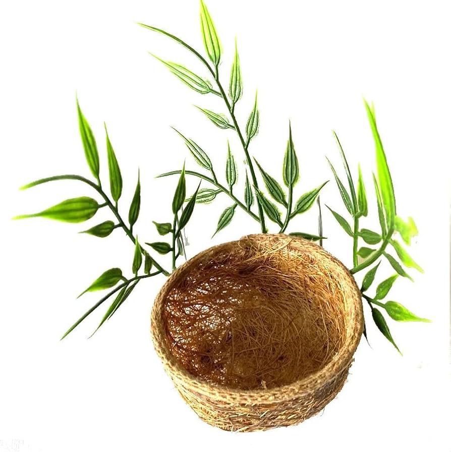 NINHO MATO VERDE COLEIRO CURIO SIZAL ESCURO